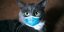 κορωνοϊός γάτα με μάσκα