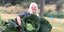 Το γιγαντιαίο λάχανο στα χέρια της Ρόζμαρι / Φωτογραφία: Facebook