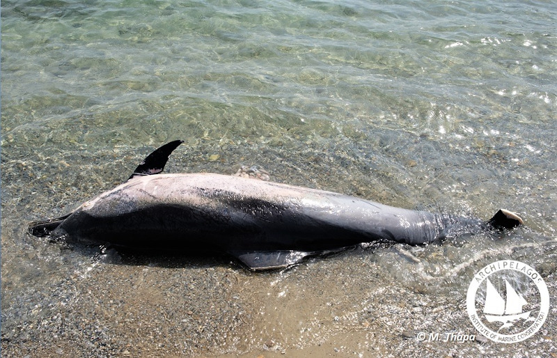Νεκρό δελφίνι