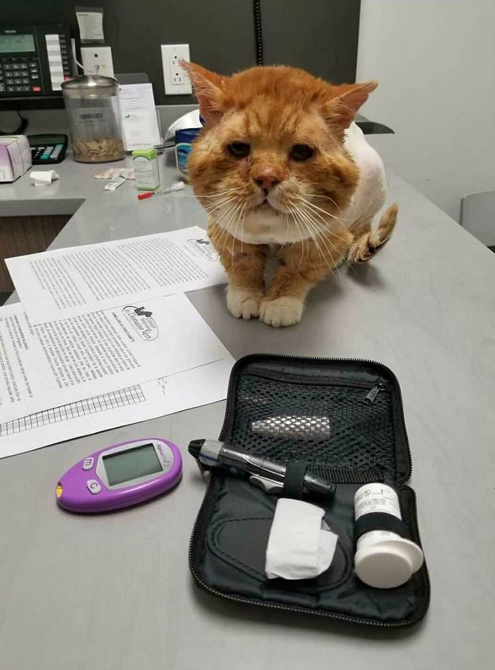 The cat had frostbite, fleas, skin allergies, and many more health problems. 