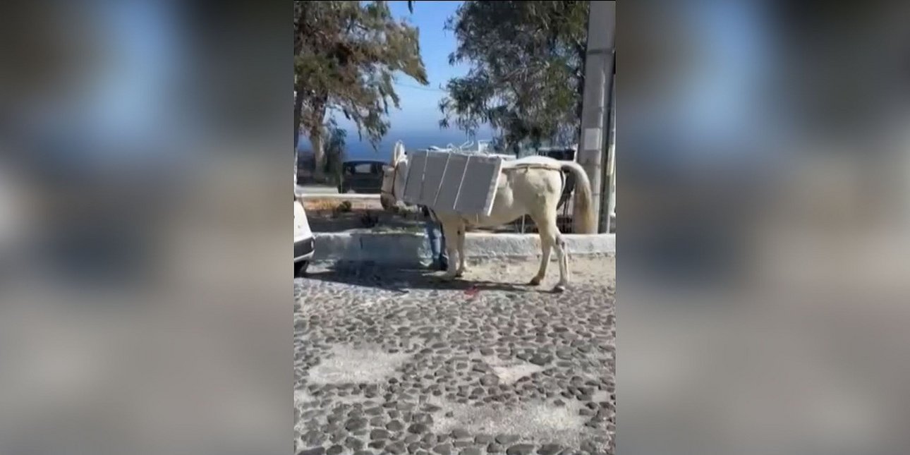 Γαϊδουράκι στη Σαντορίνη κουβαλάει μαρμάρινες πλάκες