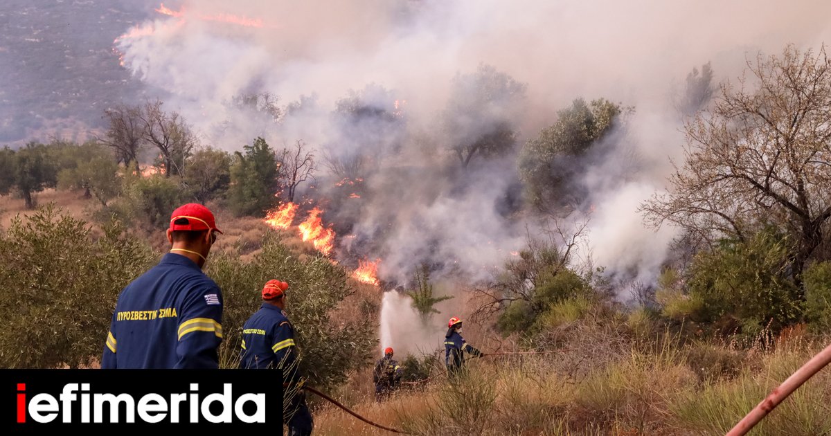 Combat nocturne avec incendies à Evros – opération à grande échelle des pompiers avec des pompiers de 9 pays