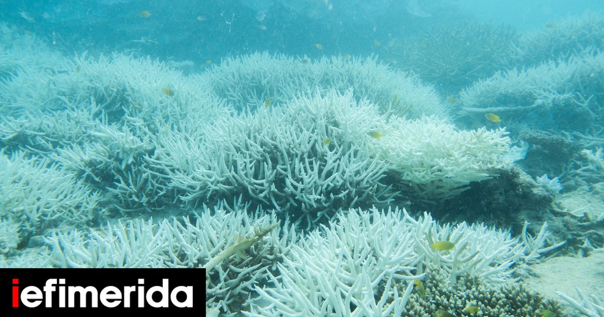 Australia: Coral reefs are bleaching due to high temperatures – what do scientists say? [εικόνα]