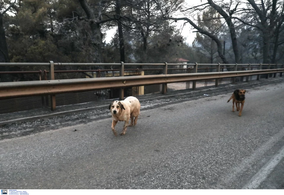 φωτιά Βαρυμπόμπη σκυλιά