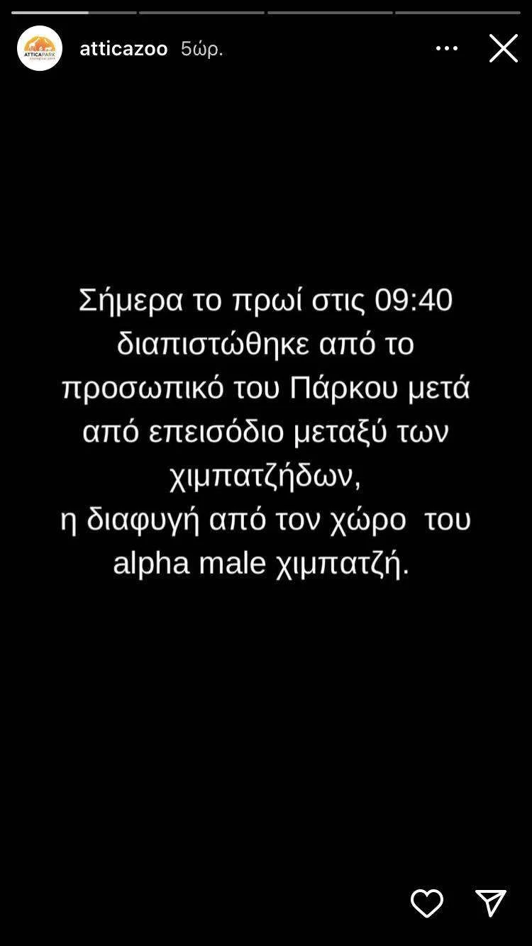 Σκότωσαν τον χιμπατζή που «Δραπέτευσε» από το Αττικό Ζωολογικό Πάρκο 4