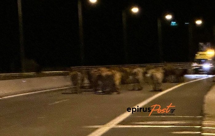 Ατύχημα με φορτηγό που μετέφερε αγελάδες στην Εγνατία Οδό