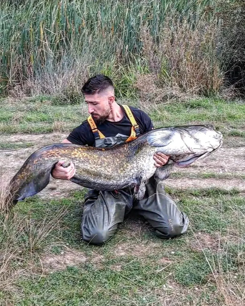 Ψαράς έπιασε γουλιανό 70 κιλών σε λίμνη της Μεγαλόπολης / Φωτογραφία: Facebook