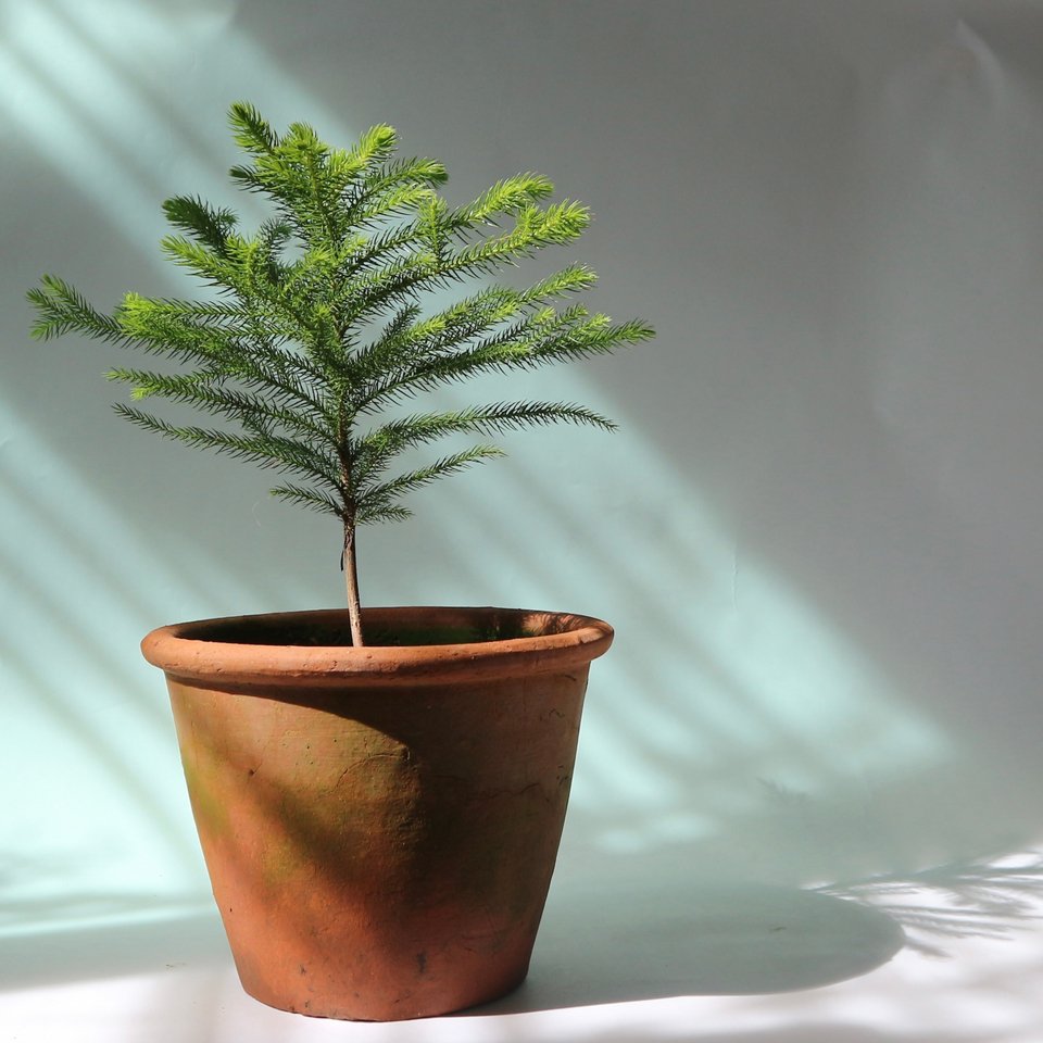 Araucaria heterophylla ή αλλιώς Norfolk Island pine