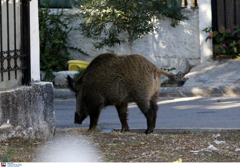 αγριογούρουνο