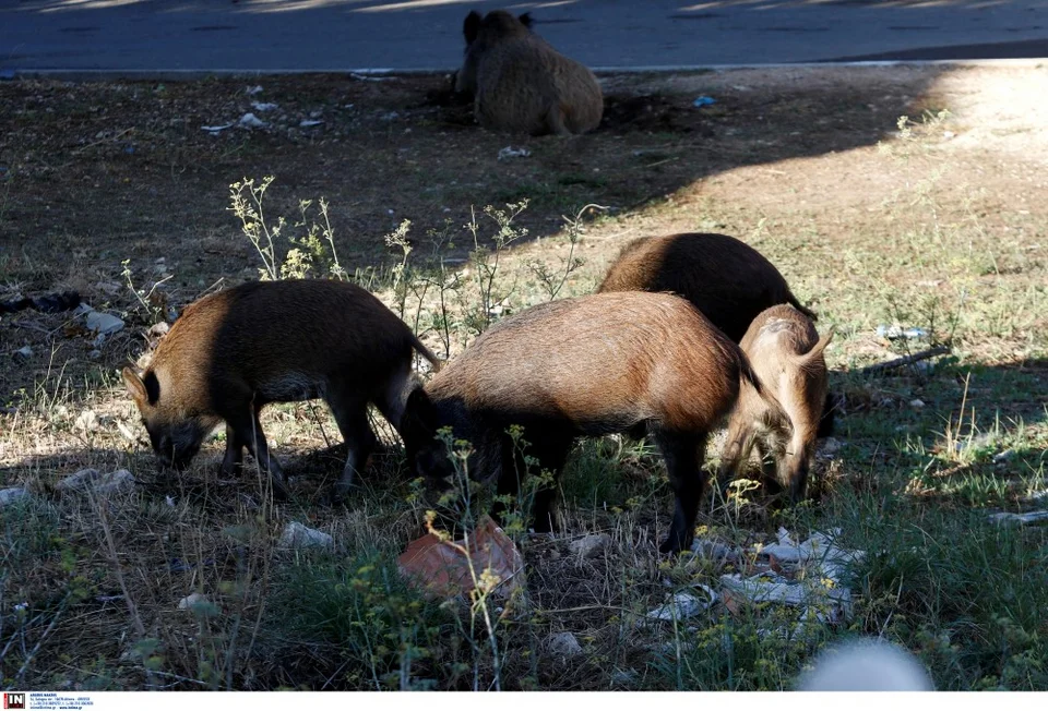 αγριογούρουνα 