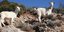 Αγέλες ελεύθερων κατσικιών καταστρέφουν το Καστελόριζο / Φωτογραφία: EUROKINISSI/ ΓΙΑΝΝΗΣ ΠΑΝΑΓΟΠΟΥΛΟΣ