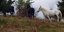 Εξαφανίστηκαν άλογα στην Καρδίτσα