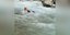 Άντρες της ΕΜΑΚ εκπαιδεύονται σε ορμητικά νερά ποταμών -Το βίντεο που ανέβασε η Πυροσβεστική