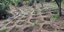 Η φυτεία κάνναβης που εντοπίστηκε σε δασική έκταση στην Εύβοια