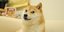 Ο σκύλος από την Ιαπωνία που ενέπνευσε memes