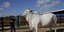 Ένας κτηνοτρόφος επιδεικνύει την αγελάδα Nelore, γνωστή ως Viatina-19, σε ένα αγρόκτημα στην Uberaba, στην πολιτεία Minas Gerais, στη Βραζιλία.