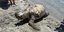 Θαλάσσια χελώνα ξεβράστηκε νεκρή στην παραλία της Καλαμάτας