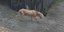 Ο Μπόμπι, ο σκύλος που βρέθηκε να περιφέρεται στους δρόμους του Μπαλί