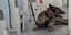 Σκαρ, ο σκύλος που συμμετέχει στις έρευνες εντοπισμού του Μόσλεϊ στη Σύμη