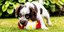 Σκύλος με μπάλα