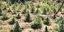 Φυτεία με 958 δενδρύλλια κάνναβης εντοπίστηκε σε δύσβατη περιοχή στην Κοζάνη