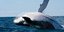 Φάλαινα τραυμάτισε τρεις ψαράδες όταν… προσγειώθηκε στη βάρκα τους