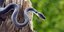 Φίδι φωτογραφία shutterstock