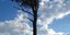 Βρέθηκε κρεμασμένος από δέντρο στην Κορινθία πρώην τραπεζικός υπαλληλος