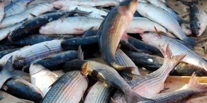 Ιχθυοπώλης στην Ιεράπετρα μοίρασε έναν τόνον ψάρια και εξηγεί γιατί το έκανε...
