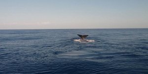 Φωτογραφία: Facebook @gavdos.cruises