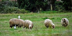 αιγοπρόβατα
