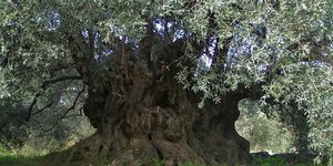 Στο τζάκι καταλήγουν υπεραιωνόβιες ελιές. Πηγή φωτό: Facebook/ Σωτηρία Μνημειακών Ελαιοδέντρων Κρήτης